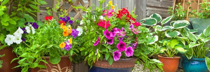 Bunte Blumen in Töpfen